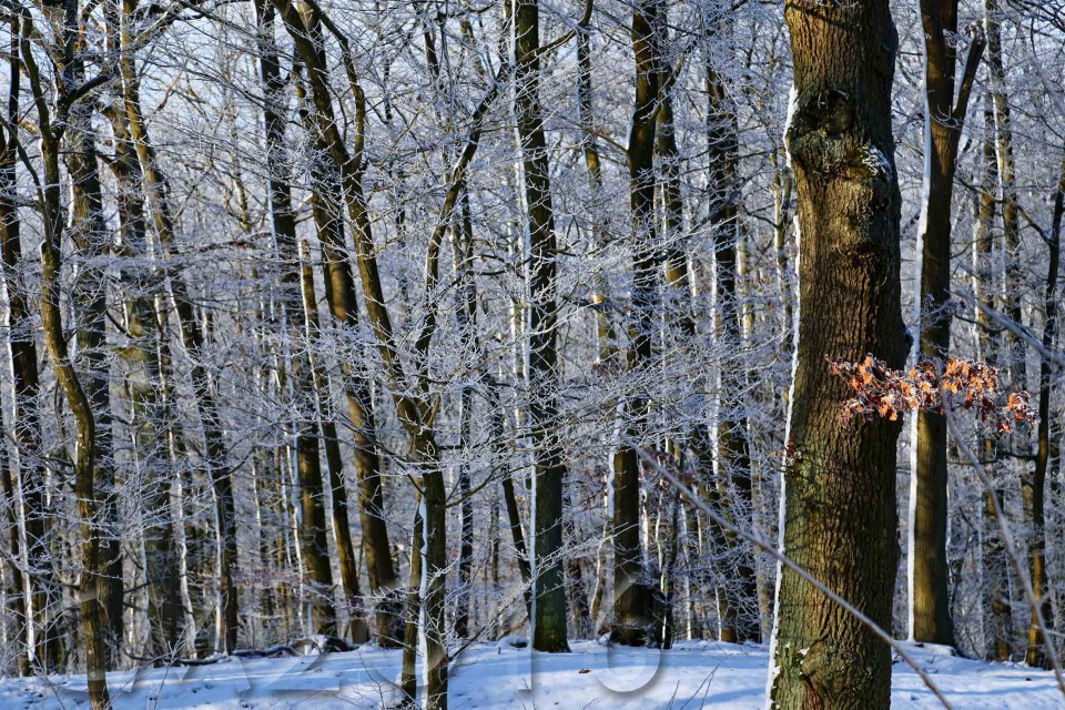 Wintersonne im Januar, Bamberg, Autor: Charlotte Moser