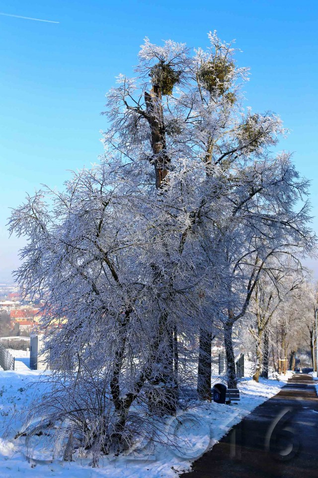 Wintersonne im Januar, Bamberg, Autor: Charlotte Moser