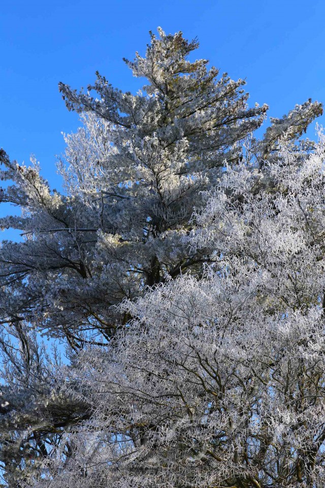 Wintersonne im Januar, Bamberg, Autor: Charlotte Moser