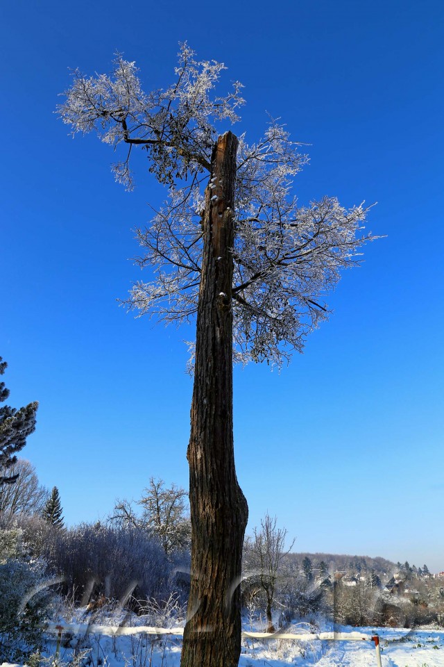 Wintersonne im Januar, Bamberg, Autor: Charlotte Moser