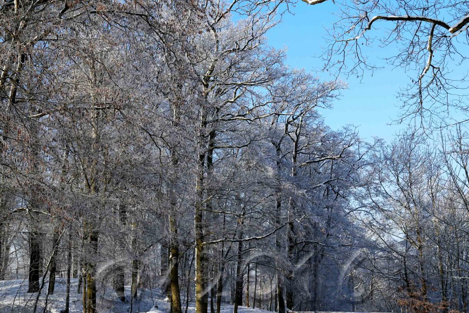 Wintersonne im Januar, Bamberg, Autor: Charlotte Moser
