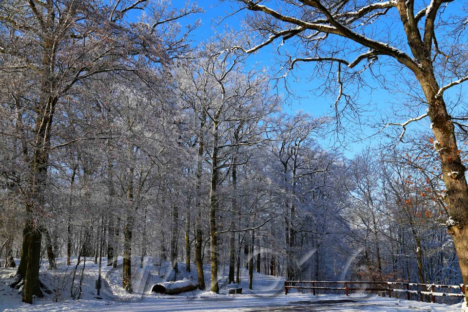 Wintersonne im Januar, Bamberg, Autor: Charlotte Moser