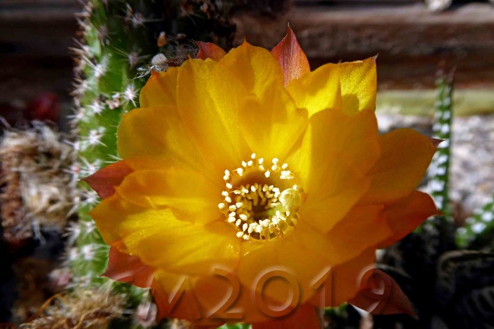 Kaktusblüte, Autor: Charlotte Moser