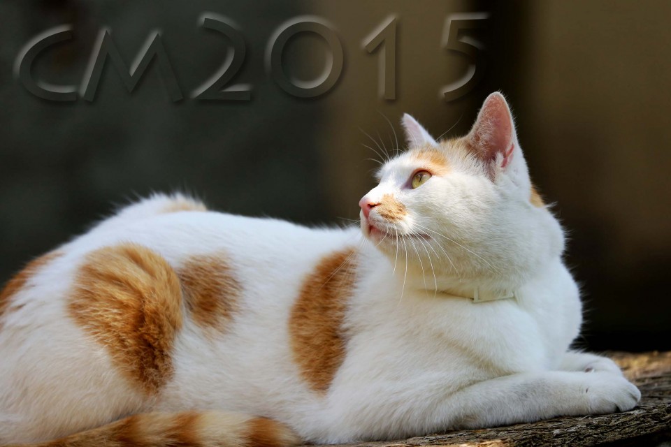 Katze_2_charlotte_moser