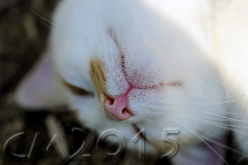 Katze_3_charlotte_moser