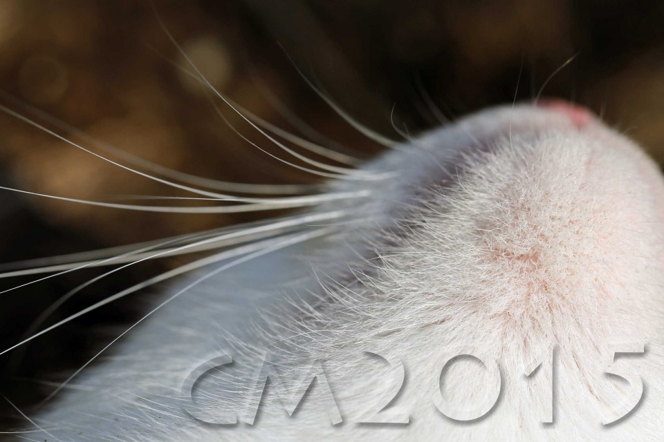 Katze_4_charlotte_moser