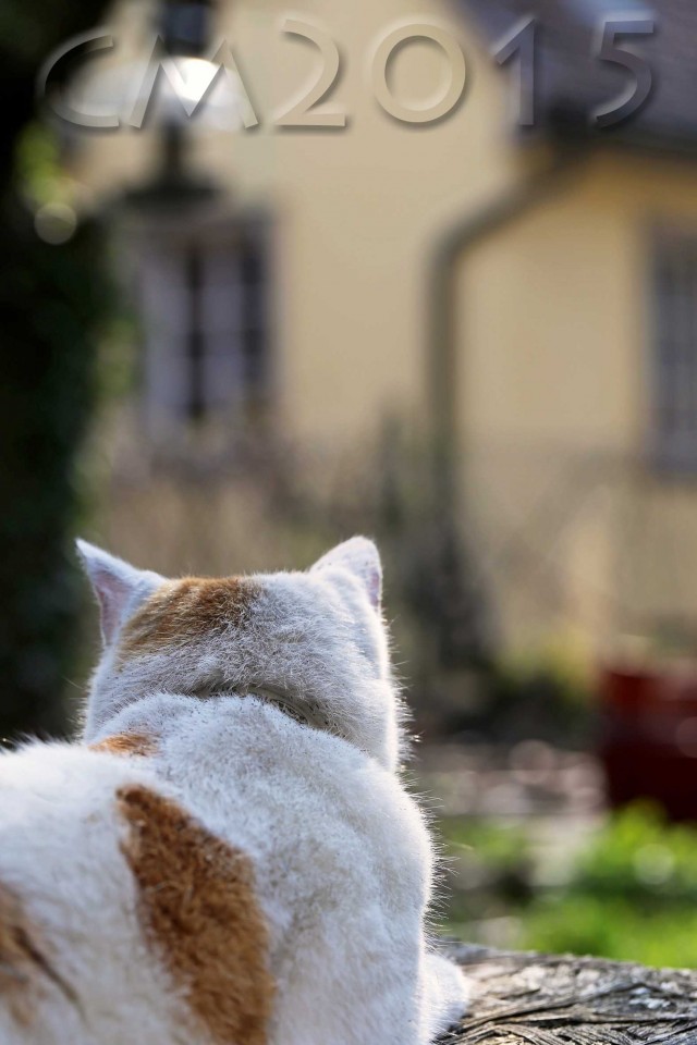 Katze_5_charlotte_moser