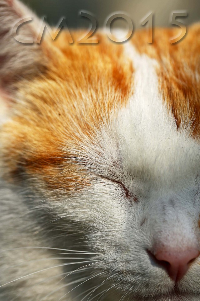 Katze_7_charlotte_moser