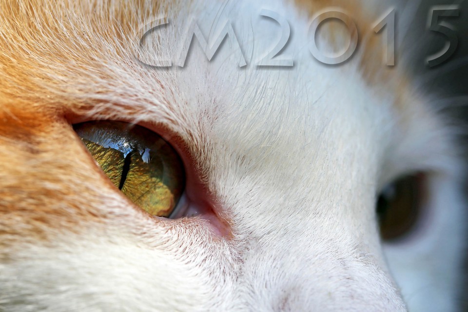 Katze_8_charlotte_moser