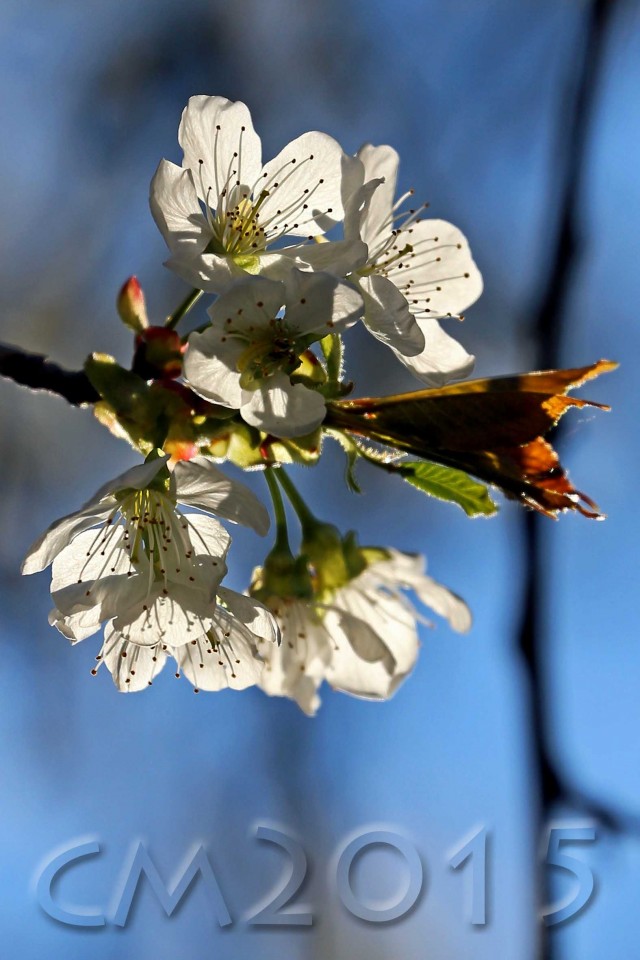 Kirschblüte, Autor: Charlotte Moser