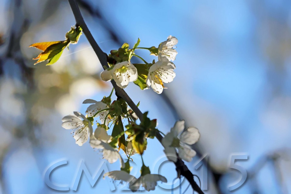 Kirschblüte, Autor: Charlotte Moser