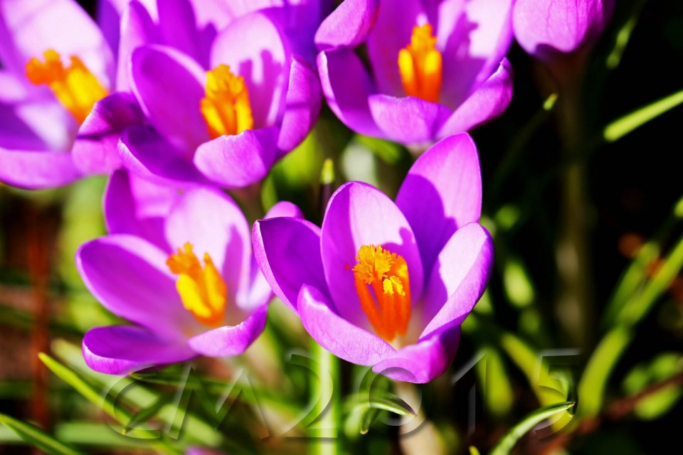 Krokus1wz
