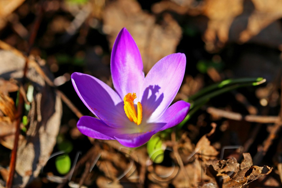Krokus4wz
