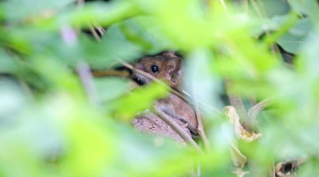 Maus im Garten, Autor: Charlotte Moser