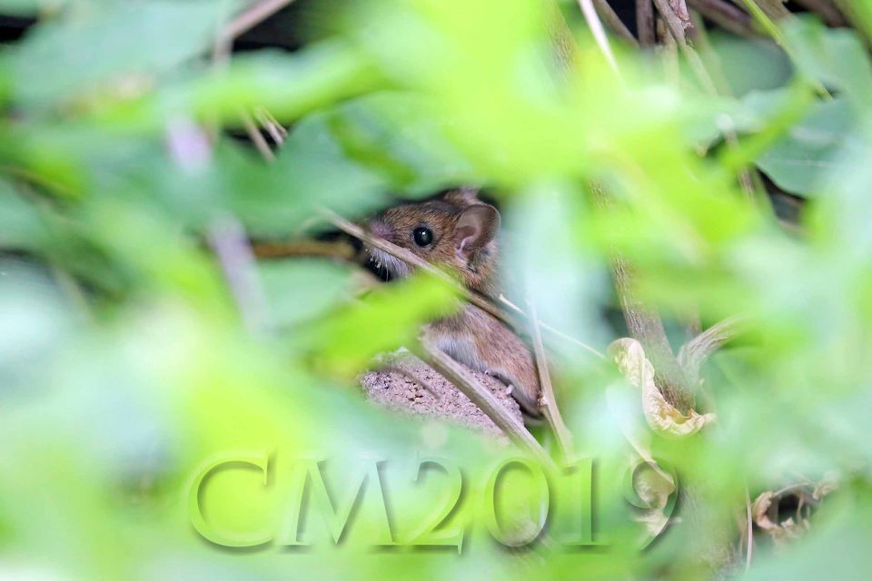Maus im Garten, Autor: Charlotte Moser