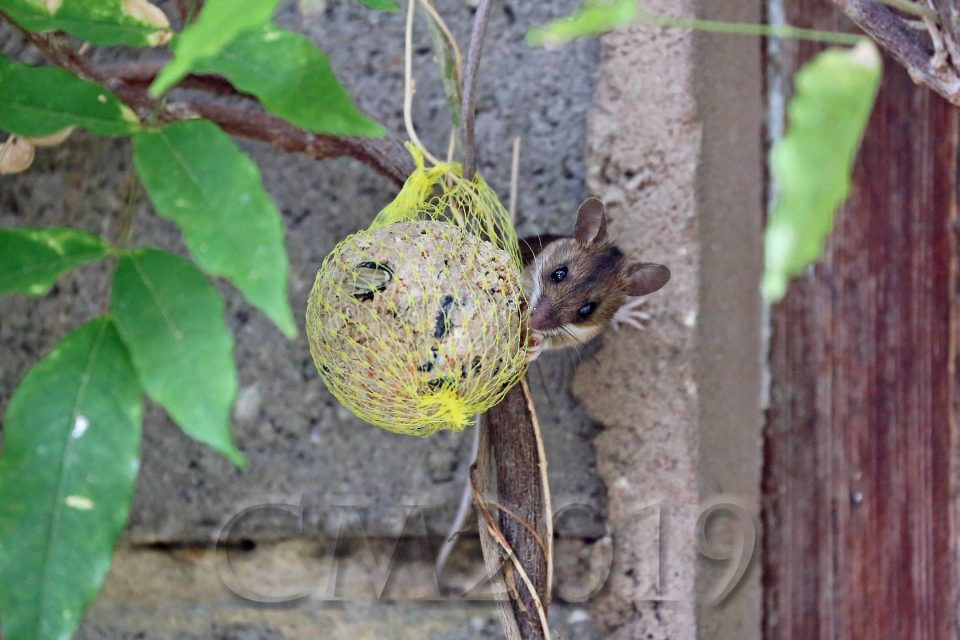 Maus im Garten, Autor: Charlotte Moser
