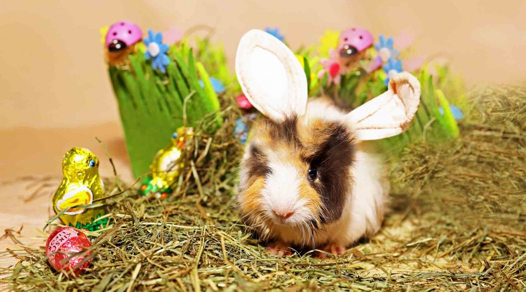 Ostermeerschweinchen, autor: charlotte moser