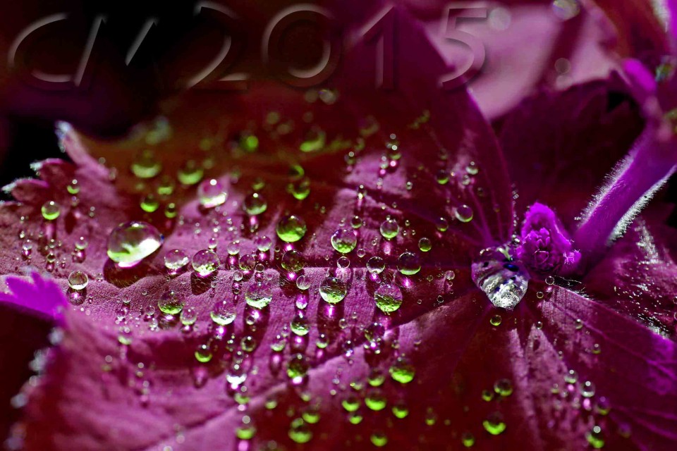 Raindrops, autor: charlotte moser