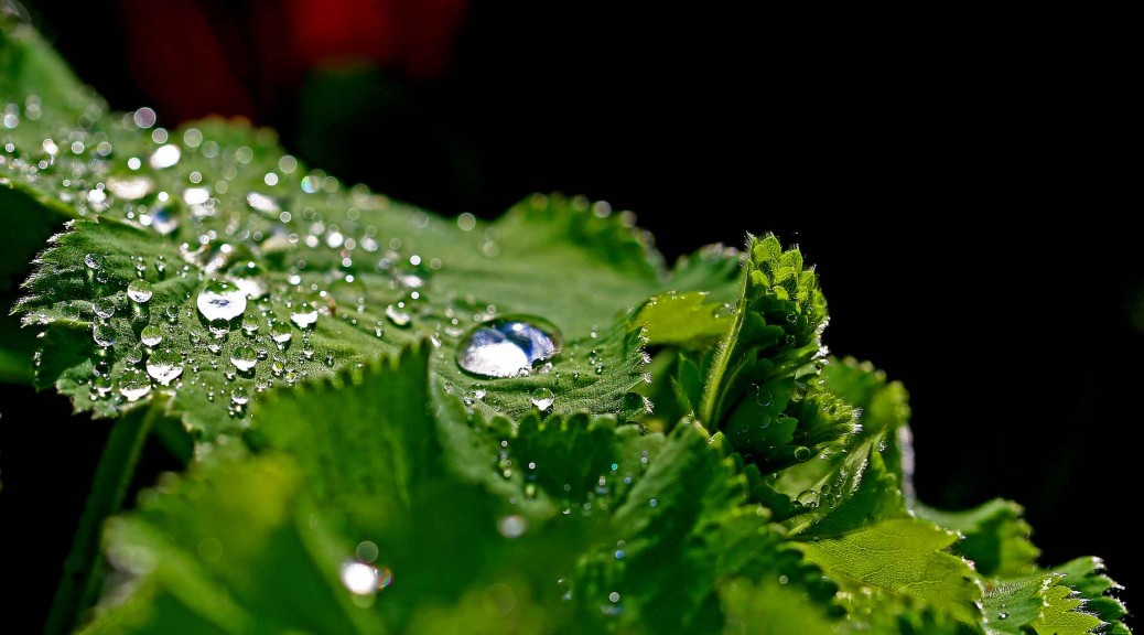 Raindrops, autor: charlotte moser