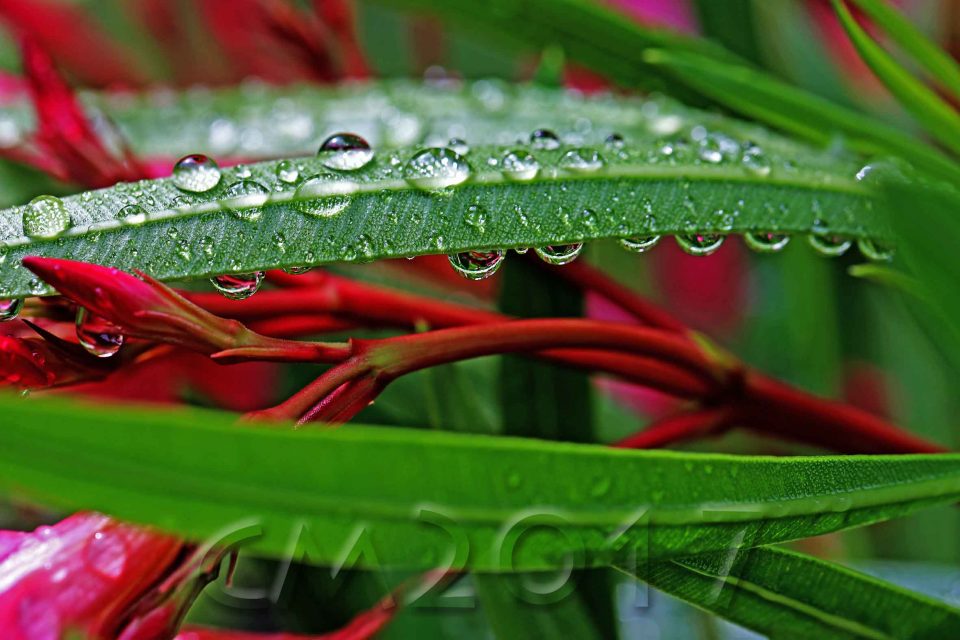 Regentropfen auf Oleander, autor: charlotte moser