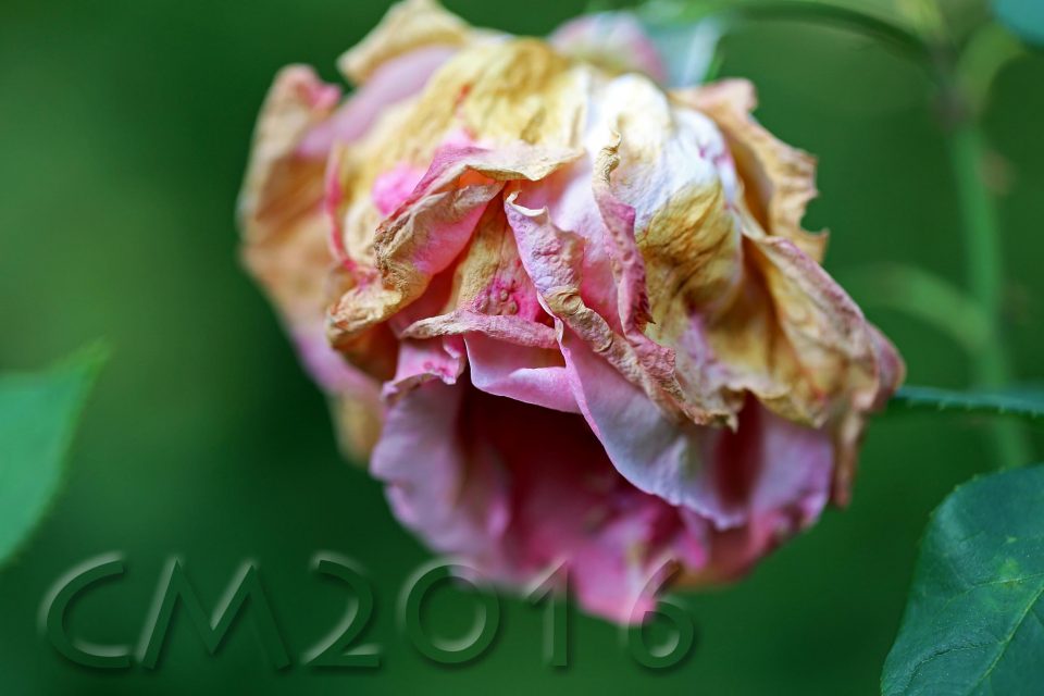 Rose, Autor: Charlotte Moser