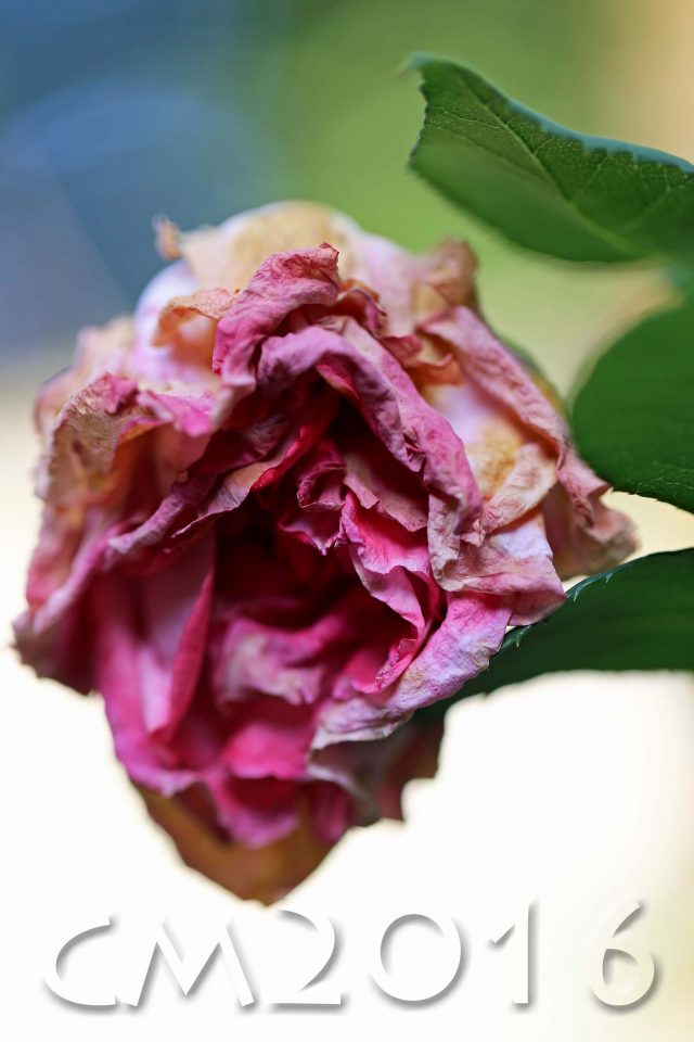 Rose, Autor: Charlotte Moser
