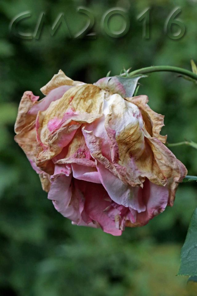Rose, Autor: Charlotte Moser
