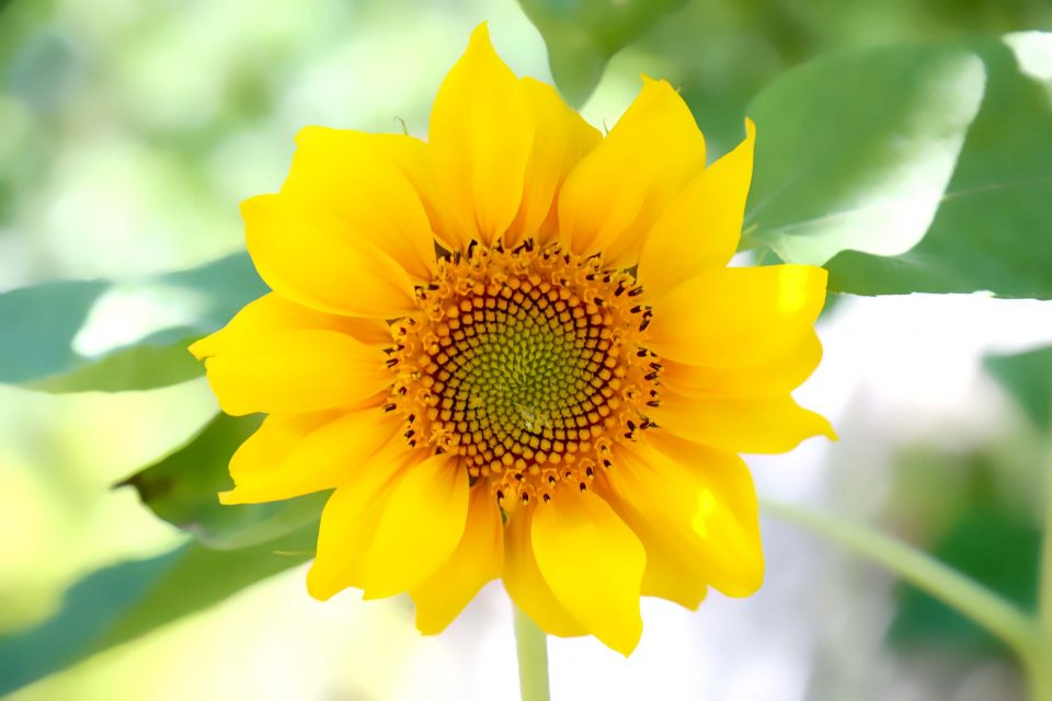 Sonnenblume, Autor: Charlotte Moser 2018