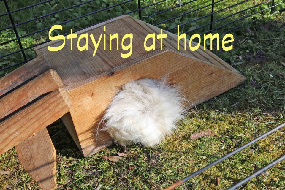 Staying at home, Autor: Charlotte Moser