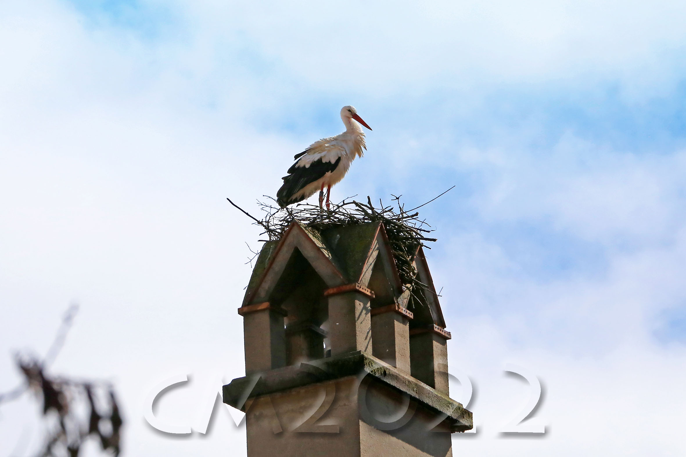 Storch in Bamberg, Autor: Charlotte Moser