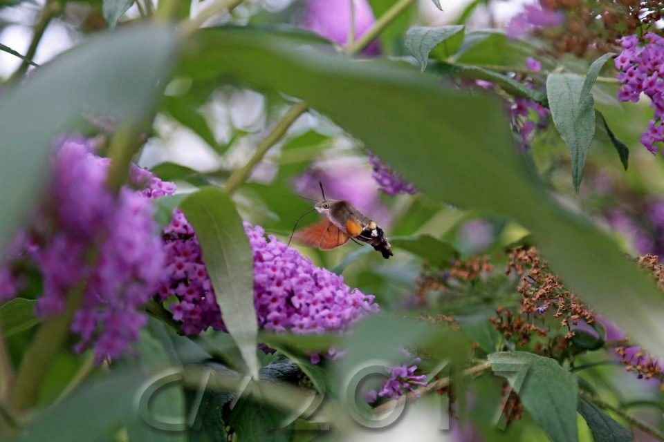 Taubenschwänzchen, Autor: Charlotte Moser