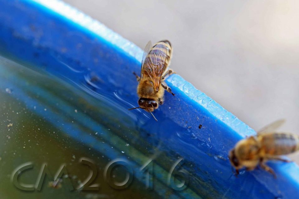 Wassersammlerin, autor: charlotte moser