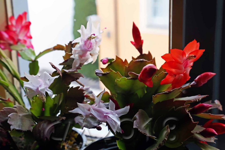 Schlumbergera, Autor: Charlotte Moser