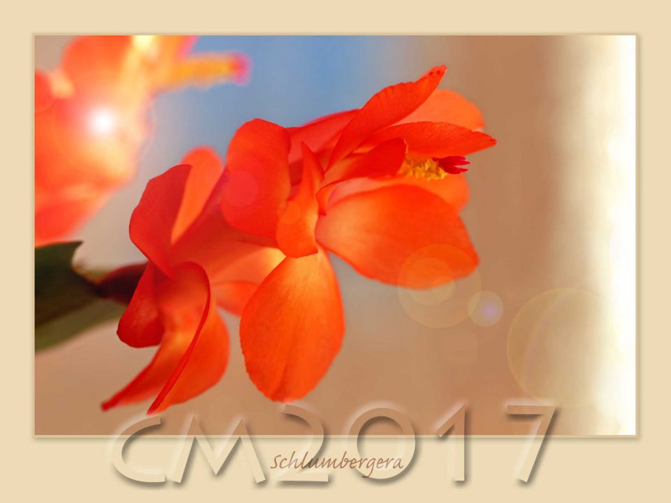 Schlumbergera, Autor: Charlotte Moser
