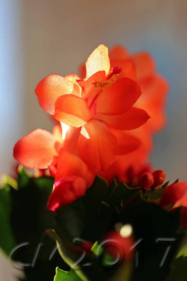 Schlumbergera, Autor: Charlotte Moser