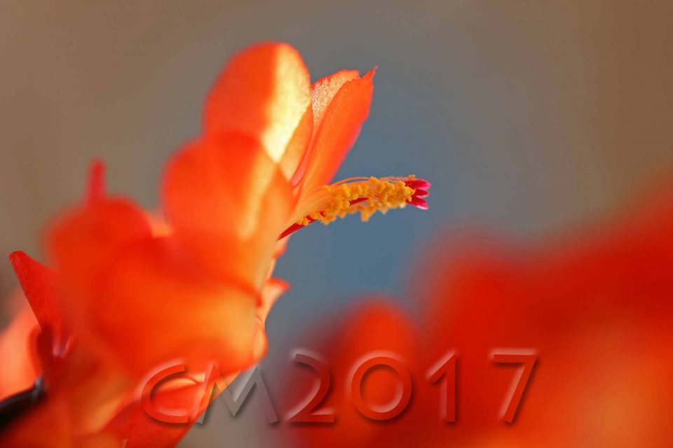 Schlumbergera, Autor: Charlotte Moser