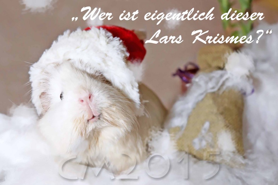 Weihnachtsmeerschweinchen, autor: charlotte moser