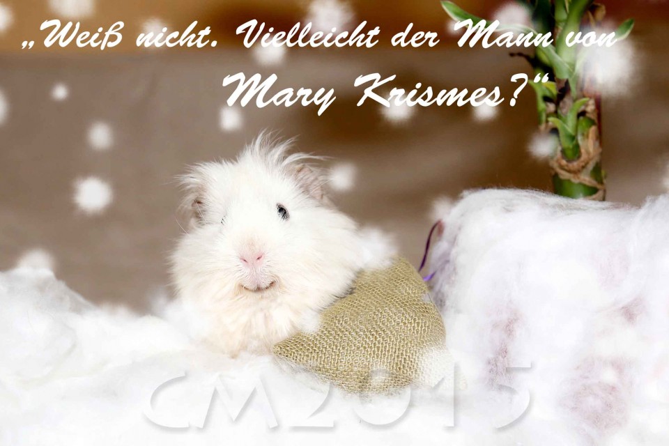 Weihnachtsmeerschweinchen, autor: charlotte moser