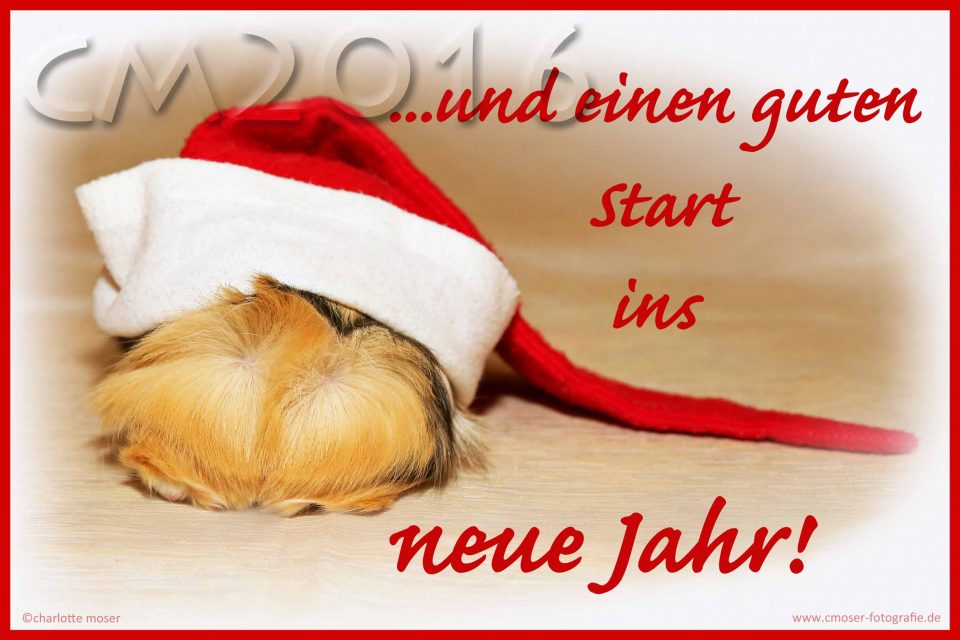 Weihnachtsmeerschweinchen, autor: charlotte moser