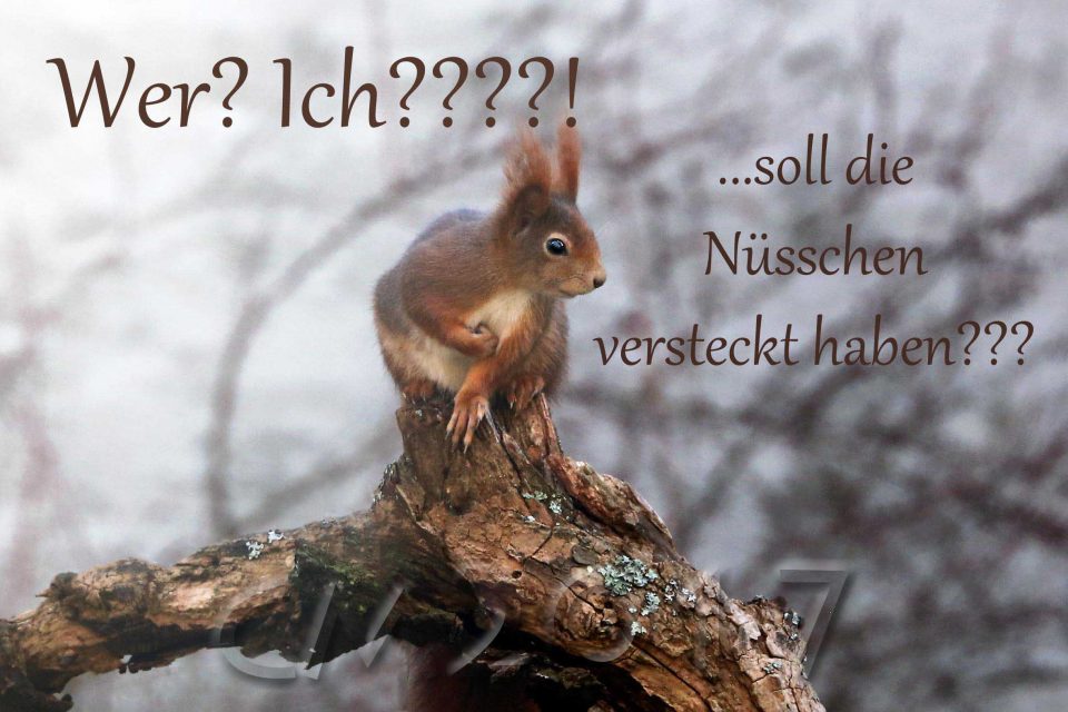 Eichhoernchen, autor: charlotte moser